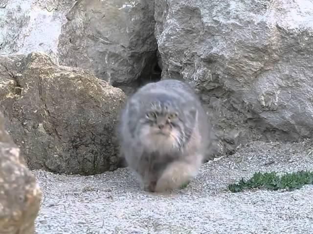 Pallas Cat discovers camera