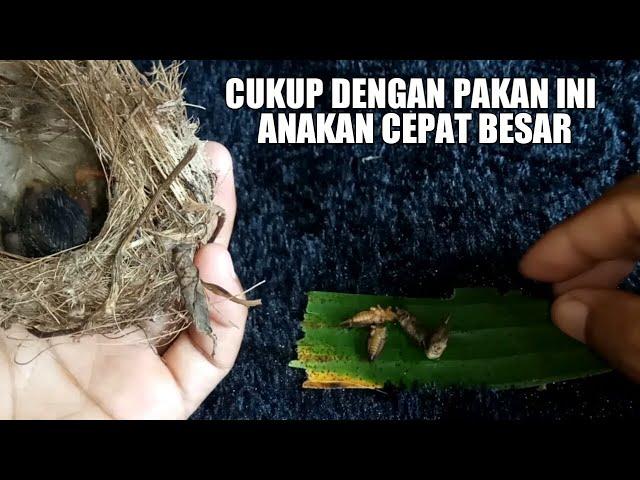 CARA MELOLOH ANAKAN KORLAP MANGGARAN MASIH DALAM SARANG AGAR TETAP HIDUP DAN PAKAN HARIANNYA