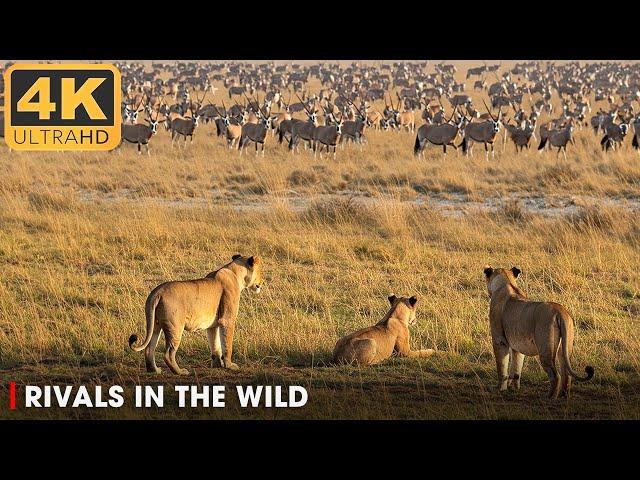 RIVALS IN THE WILD: The Lions Pride in Animal Kingdom | Nature Animal Documentary