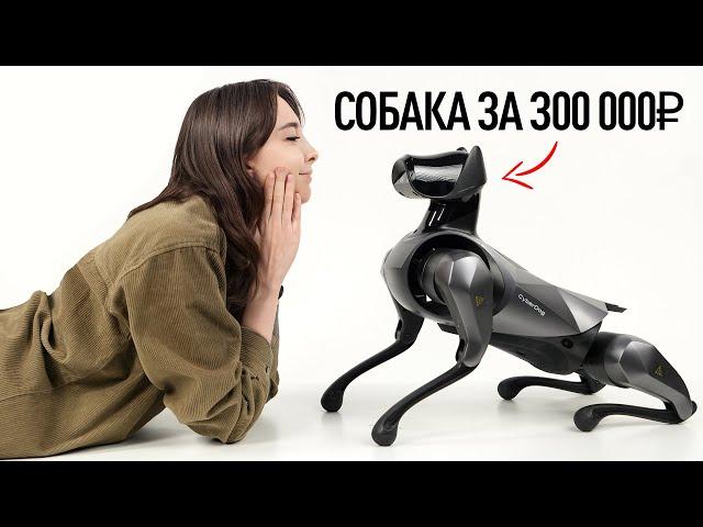 Собака за 300.000 рублей