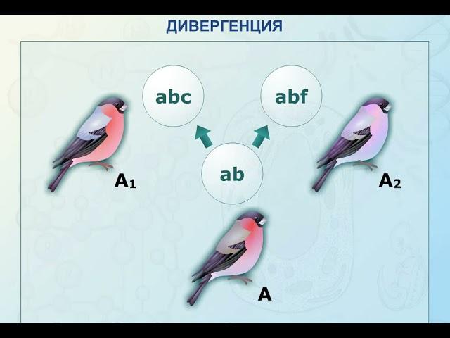 Дивергенция в биологии