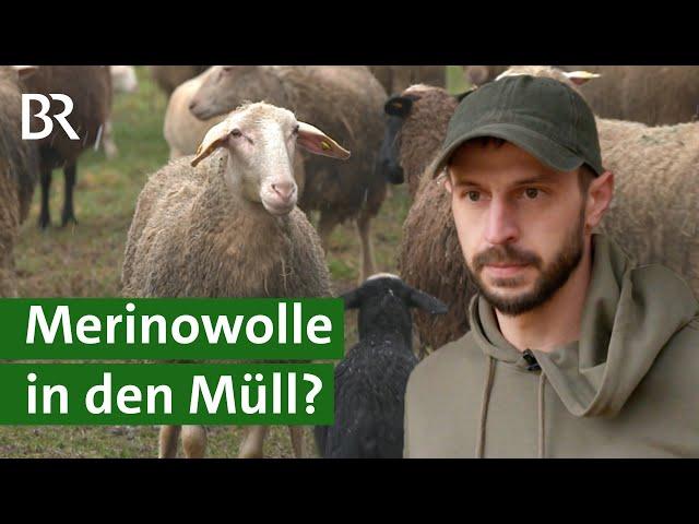 Naturprodukt Merino Wolle: Die Vermarktung der Wolle vom Schaf ist schwierig | Unser Land | BR