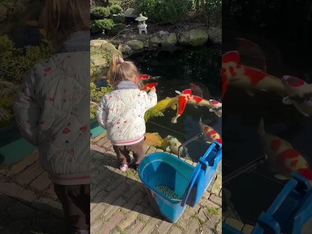 Child Feeding Large Koi Fish