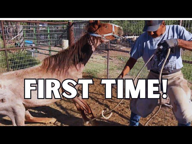 Horse's First Trim and Our Farrier Does This!