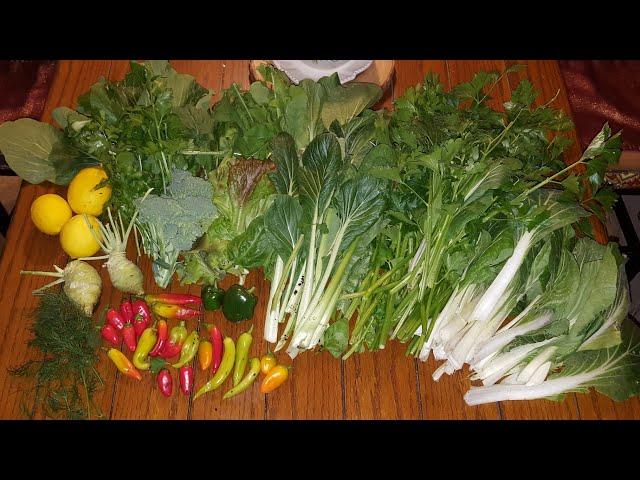 2/1/21 Winter Harvest