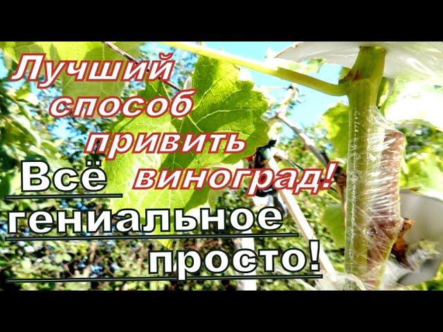 ЛУЧШАЯ Прививка ВИНОГРАДА!Физиология прививки и техника её исполнения!BEST GRAPE graft!