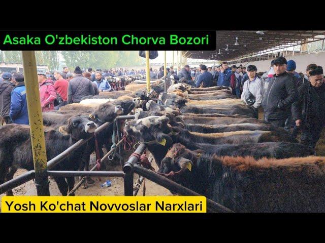 Yosh Ko'chat Novvoslar Asaka O'zbekiston Chorva Bozori 24-Oktyabr, 2024