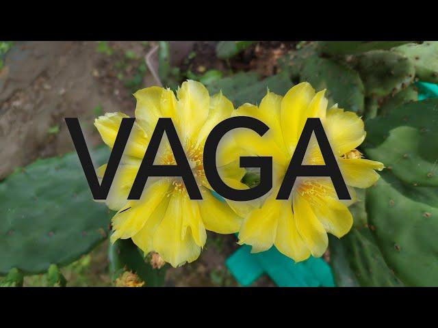 VAGA - 20.08.-31.08.