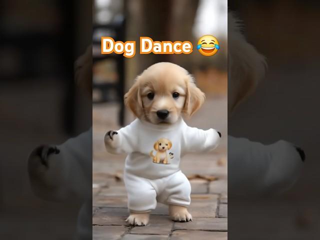 Dog Dance Motorcycle   #Dog #motorcycle #dance #dogdance #petdance #pet #goldenretriever