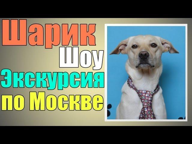 Шарик Шоу - Экскурсия по Москве (выпуск 19)