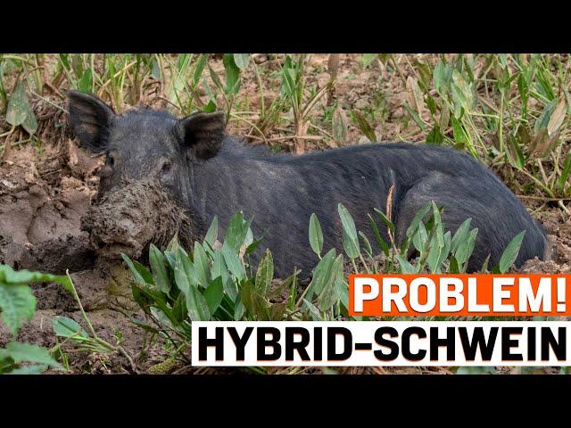 Hybride Superschweine werden zur Plage