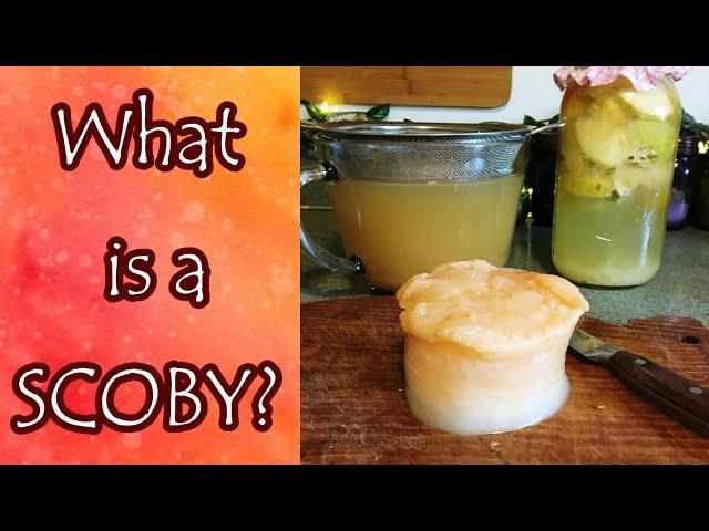 What is a SCOBY and What Do You Do With It?