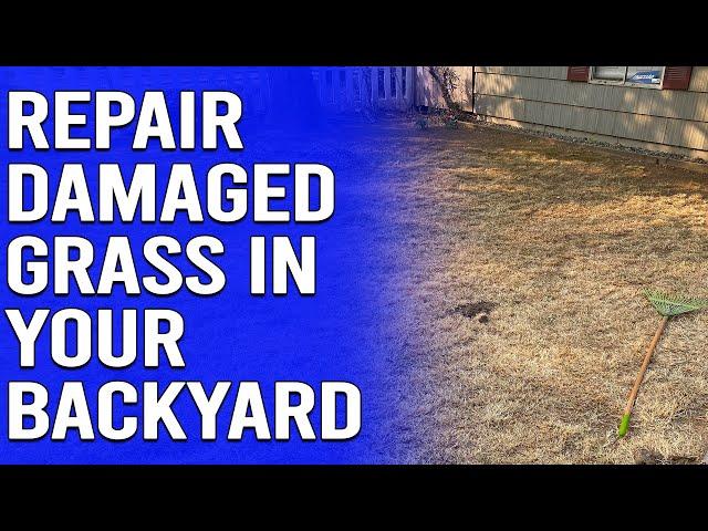 How to Repair Damaged Grass in Your Backyard - Easy Lawn Repair for Patchy Grass Using Seed or Sod