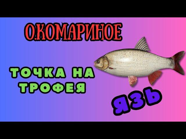 Русская Рыбалка 4. ЯЗЬ. Озеро Комариное.ЯЗЬ