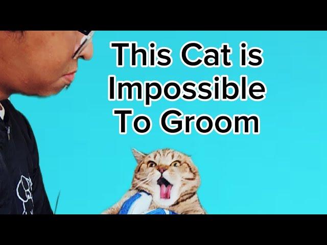 This Cat Is Impossible to groom they say. See what happens in the end.