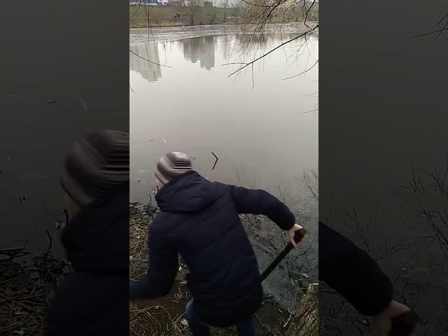 Огромный толстолоб голыми руками в озере парка "Позняки", Киев.