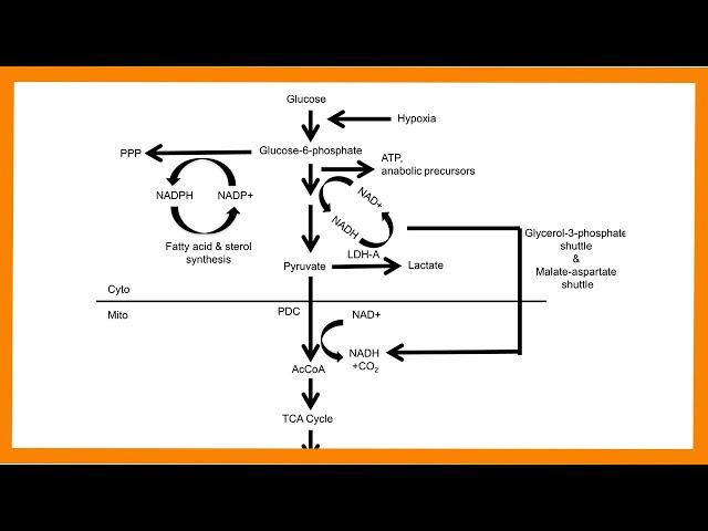 Glycolysis