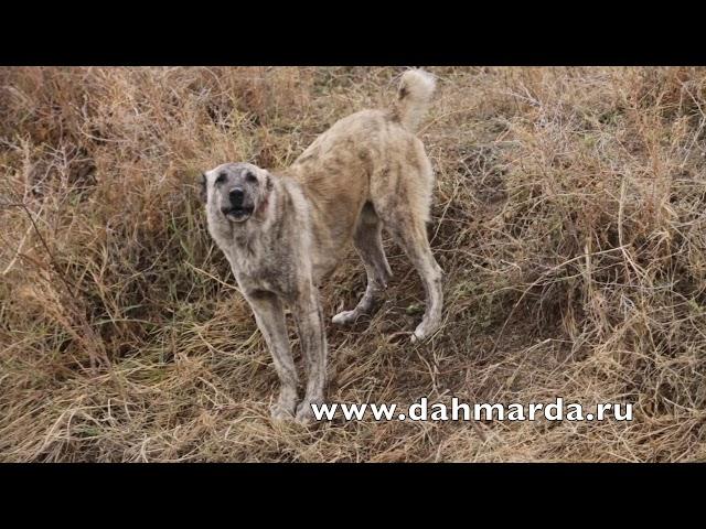 Саги дахмарда   аборигенные САО Таджикистана и их основной соперник медведь