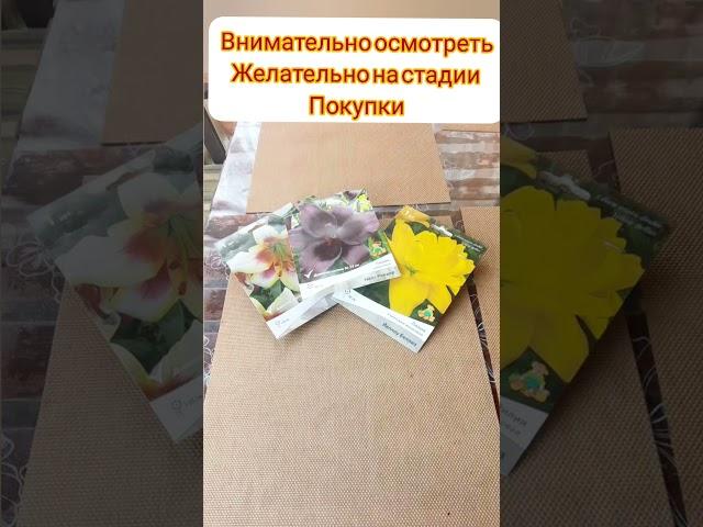 Осенняя посадка лилий