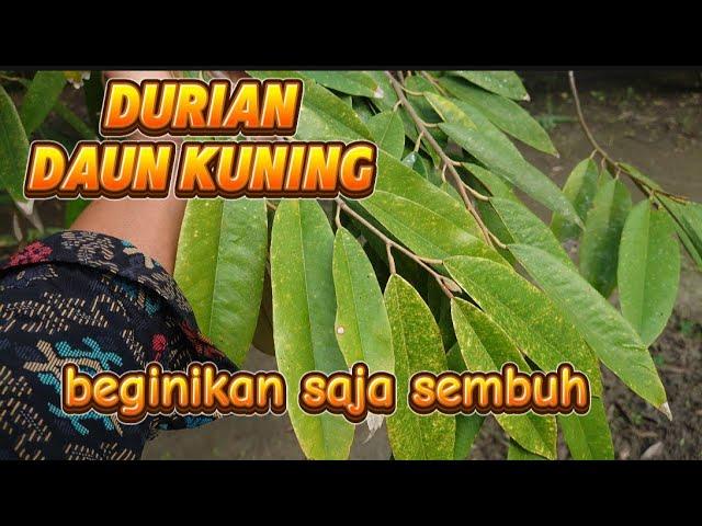 mengatasi daun durian menguning