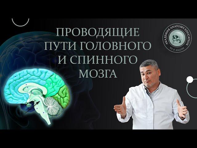 Проводящие пути головного и спинного мозга / Conduction pathways of the brain and spinal cord