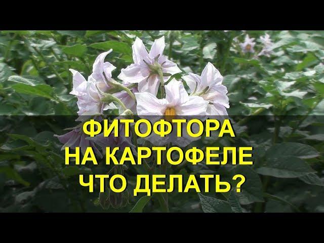 ФИТОФТОРА НА КАРТОФЕЛЕ ЧТО ДЕЛАТЬ?