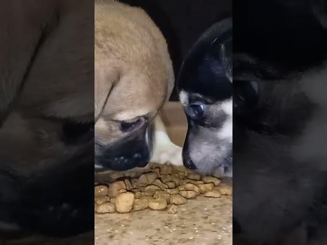 puppy breakfast