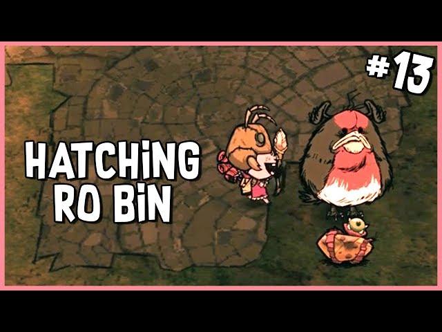  Hatching My Ro Bin | Don't Starve Hamlet Early Access Gameplay | Part 13