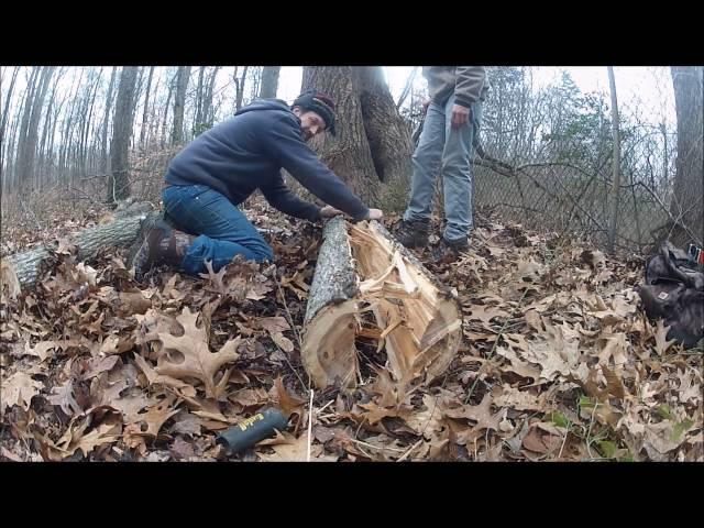 Traditional Bow Building - Part I - Harvesting The Bow Wood- Ancestral Knowledge