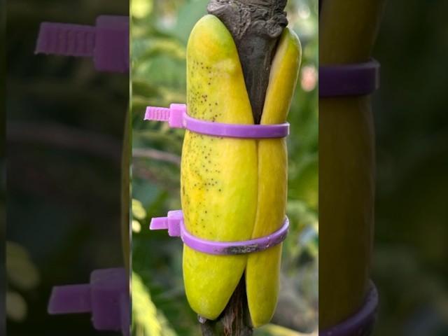 #Shorts #Mangoplantair-Layring #Mangoplant #youtubeshorts #Mita'sgardeningtrick #Gardening