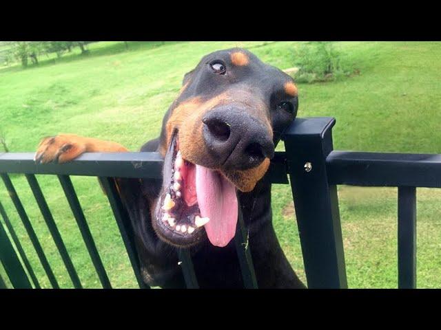 Funny DOBERMAN Dogs Will Make You Laugh More Than You Think