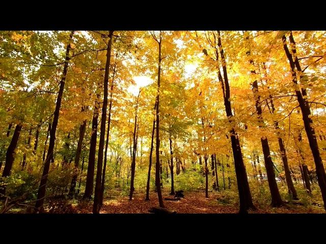 Осенний листопад. Музыка осени. Autumn leaf fall. Autumn music.