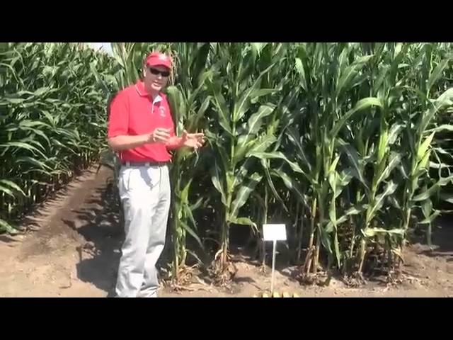 Corn:  Row and Plant Spacing for Better Yield