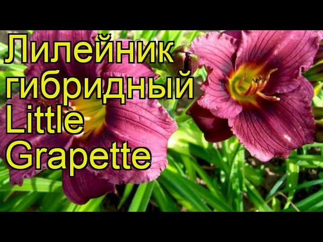 Лилейник гибридный Литтл Грепед. Краткий обзор, описание характеристик hemerocallis Little Grapette