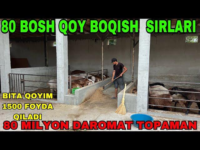 80 MILYON DAROMATLI BIZNES QOY BOQISH SIRLARI