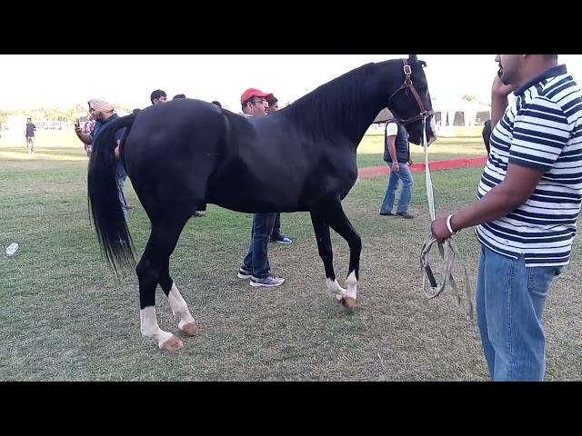 Jodhpur marwari horse show 2023.