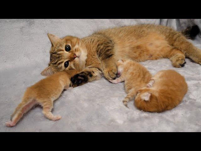 Mother cat Charo rubs her cheeks because her kittens are so cute!