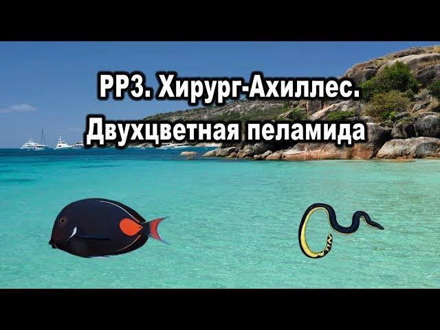 РР3. Хирург-Ахиллес. Двухцветная пеламида.