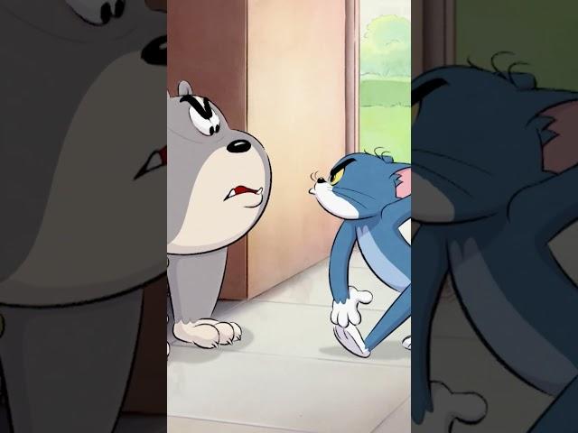 Tom'un başı Spike ile dertte.  #tomvejerry #shorts