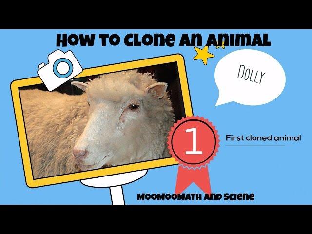 How to clone-How Dolly the sheep was cloned