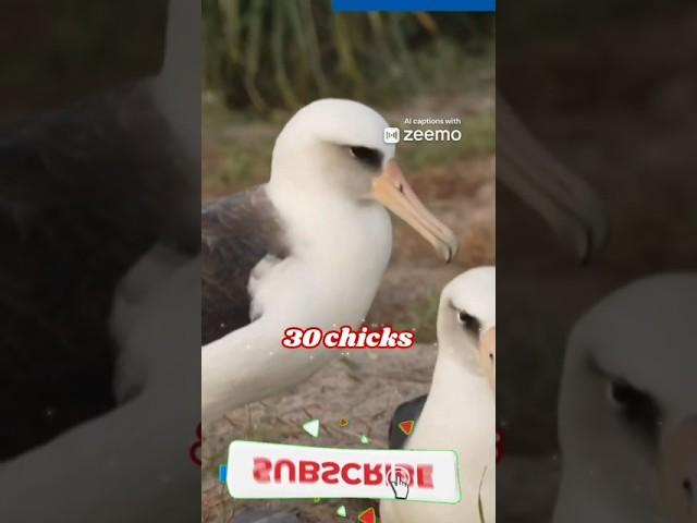 Meet Wisdom: The 74-Year-Old Albatross and Oldest Wild Bird!"#widom #albatross #wimi #wissa