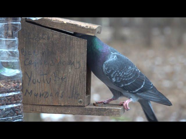 Как голубь учится поднимать крышку кормушки / How a pigeon learns to lift the lid of a feeder