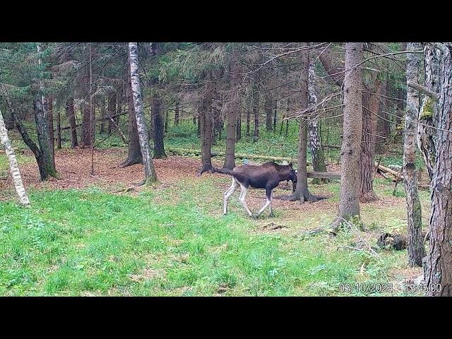 Солонец. Лоси и Олени. Фото и видео с фотоловушек  Егерькам.