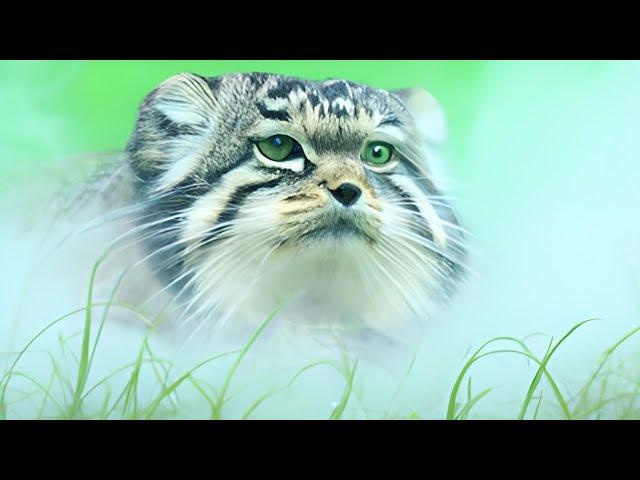 A Pallas's Cat has Bad Gas