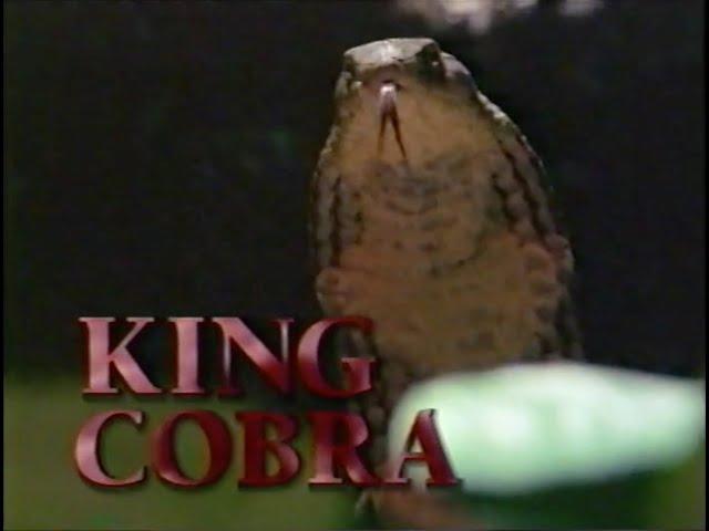 National Geographic: King Cobra (1997)