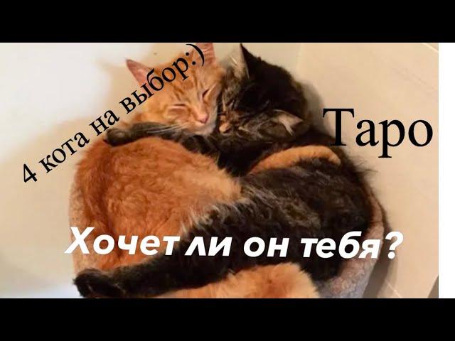 ️Хочет ли он тебя? Таро гадание