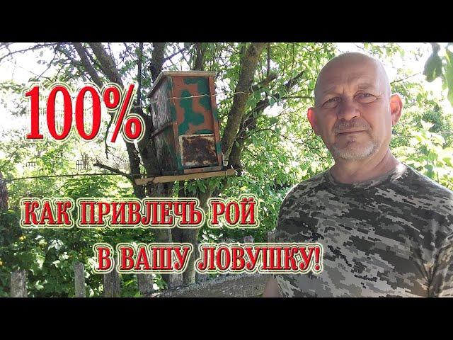 Как привлечь пчелиный рой в вашу ловушку!