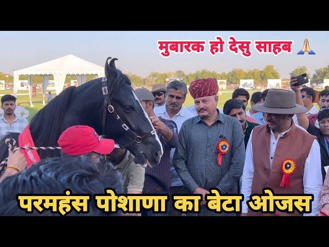 आनदसिंह जी देसु का घोड़ा ओजस बना चैंपियन ॥Jodhpur Horse Show 2023