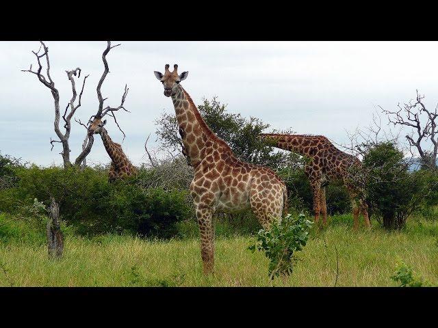 SOUTH AFRICA giraffes, Kruger national park (hd-video)