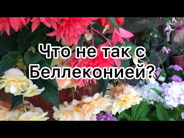 ПОЧЕМУ НЕ КУСТИТСЯ БЕГОНИЯ БЕЛЛЕКОНИЯ? Можно ли это исправить?